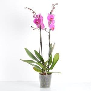 Photo du produit Phalaenopsis Orchidée 2 branches